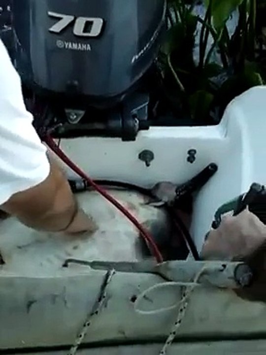 Stingray giving birth inside the boat