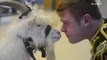 Goat passes basic training to join British Army