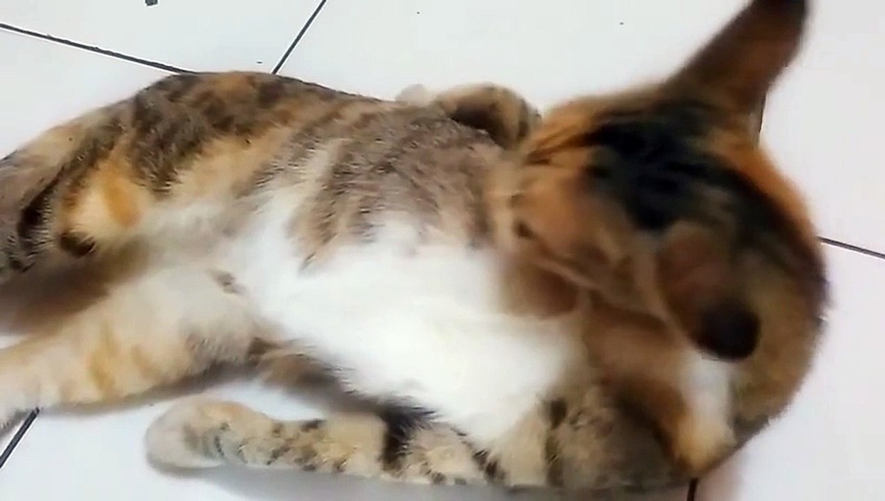 Funny Cat a Bath at Home (Si Belang 3) - Exclusive Personal Collection