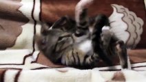 Funny cat brings its tail