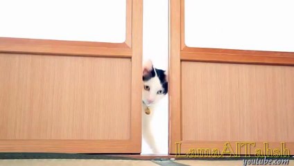 Funny cat videos for kids - funny cat video compilation 2014 - Cute Cat Compilation