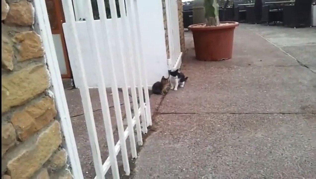 Funny cat clips 2015