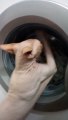 Funny Cat vs Washing Machine