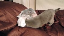 Funny Cat! ~ Cat Fail ~ Cat surprised with plastic bag