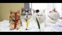 funny cat - funny - cat videos - funny animal- Red pepper