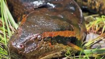 Anaconda Kill Crocodile - Wild Animals Attack