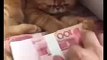 Funny Cat protecting money. Cat know importance of money X99TV