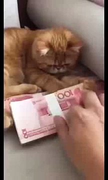 Funny Cat protecting money. Cat know importance of money X99TV