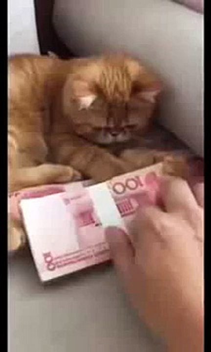 Funny Cat protecting money. Cat know importance of money X99TV