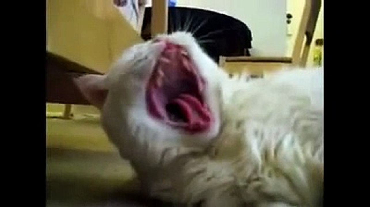 FUNNY CAT SCREAM! Haha. Funniest Cat!