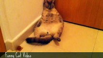 Funny Cat Video - Cat wagged his tail