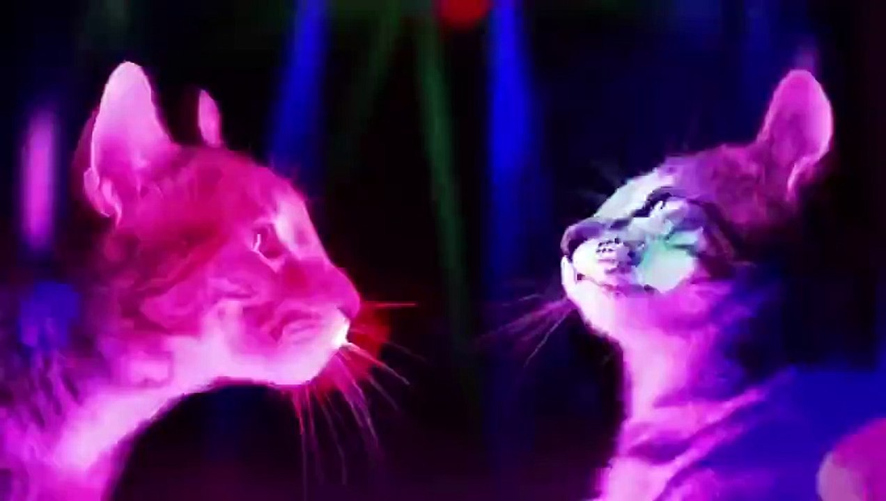 Funny Cat Video - Pass the Cat Nip