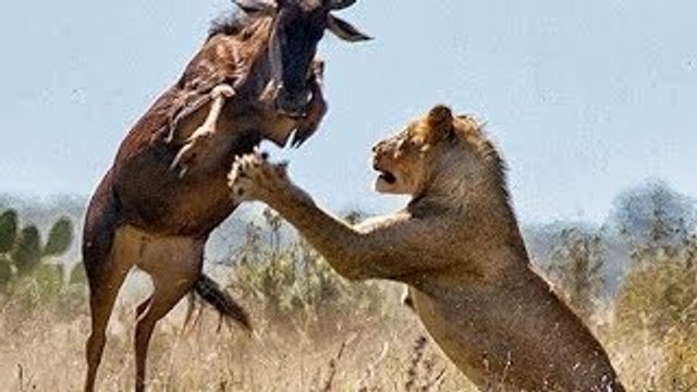 Lion Quickest Kill : Lioness wakes up from sleep and makes a Kill