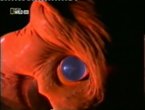 Bioluminiscencia: El calamar vampiro