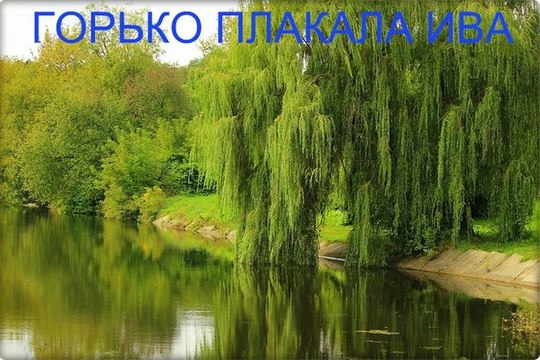 группа Нэнси Горько плакала ива