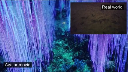 We have glowing beaches here on Earth ... and they are spectacular!