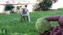 Doglopedia - Jack Russell Terrier