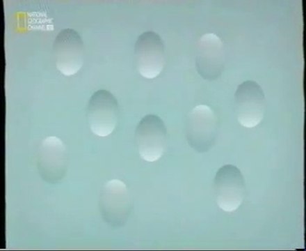 Cerebro perceptivo: Luces y sombras