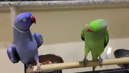 I love the conversation of these two innocent and Lovely Birds