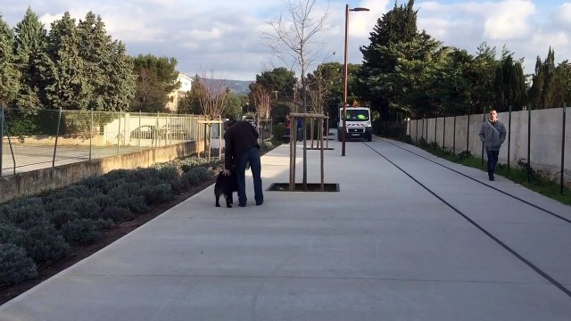 Education canine en milieu urbain la ciotat