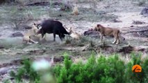 Lions Attack Buffaloes - Another Battle at Kruger