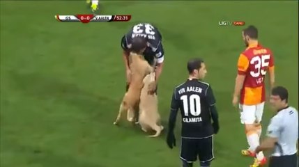 Un match de foot interrompu par deux chiens