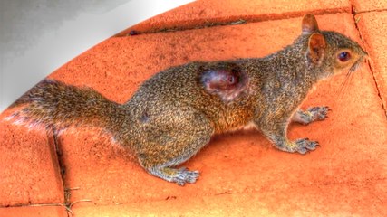 Squirrel Bot Fly Parasite - Mini Documentary