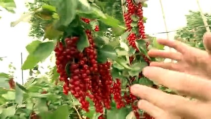 Ultimate Summer Fruits Collection -