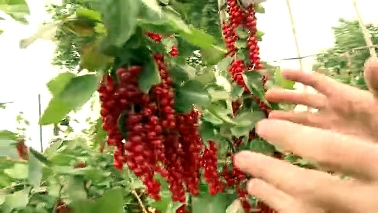 Ultimate Summer Fruits Collection -