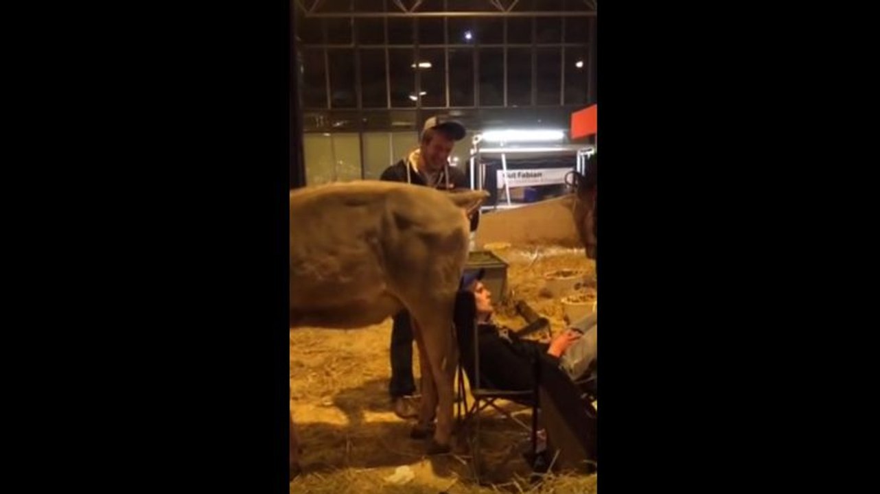 Une vache fait caca sur un garçon ivre