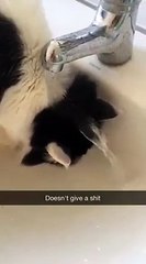 This cat loves water or not ? Your cat also behaves like so ?