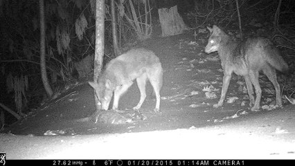Amazing video of coyotes: eating, playing and grooming!