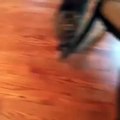 Funny Cat says YES To Her Owner