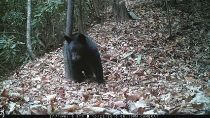 Dancer the Black Bear - Hendersonville, NC.