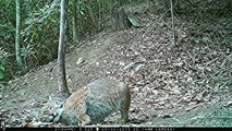 Mountain Bobcat rolls around, purrs gently as he leaves!
