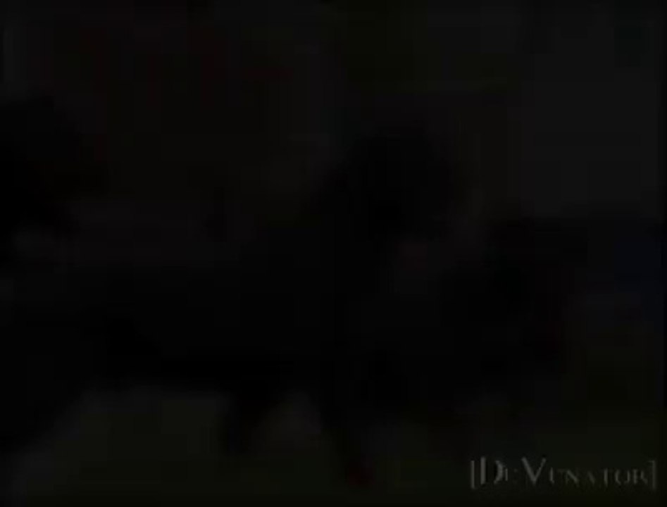 The Best Rottweiler video All The Time- Must Watch