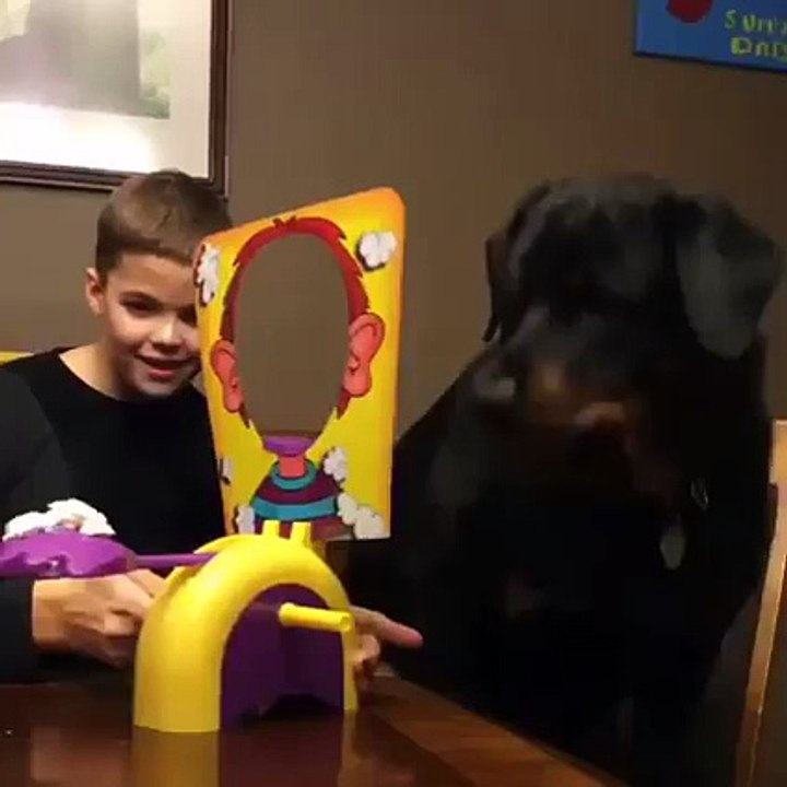 Funny Rottweiler Playing with a Kid