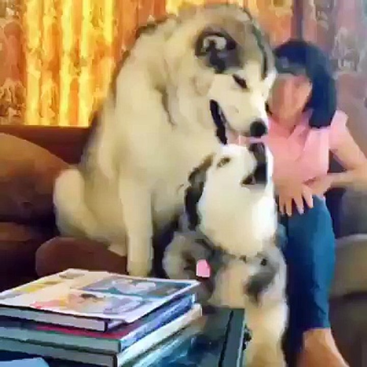Husky !!!!  Playing And Yawweeee