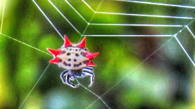 Spiny Orb Weaver Spider Spinning A Web