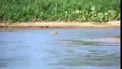 see how a lepord attack a crockodile .... must watch this amazing video.