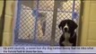 Shy Shelter Dog FLIPS OUT After Realizing Hes Been Adopted