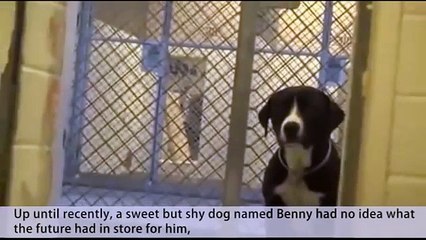 Shy Shelter Dog FLIPS OUT After Realizing Hes Been Adopted