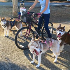 Kitten Rosie Walking with Husky Pack