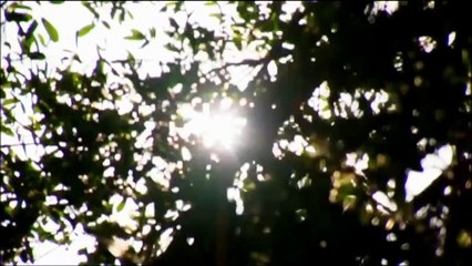 Evolution of Skin: Nature's Amazing Covering