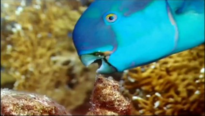 Evolution of Animal Jaws 🦈