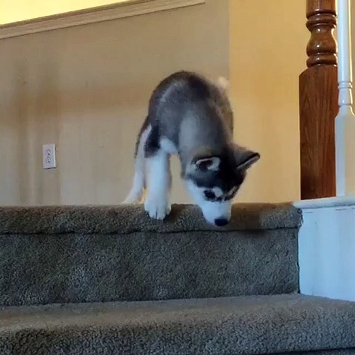 Going down the stairs is never easy when you are a puppy...