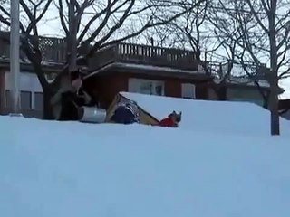 One feisty little French Bulldog is taking over the sled!