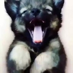 The adorable sight of a puppy pleading with his human for some attention!