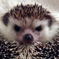 The difference between a hungry spiky floof and a fed spiky floof!