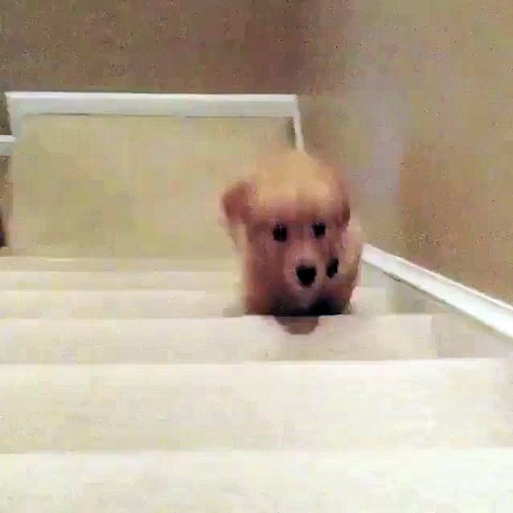 Puppy meets mom...